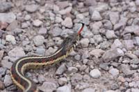 Common garter Snake 04